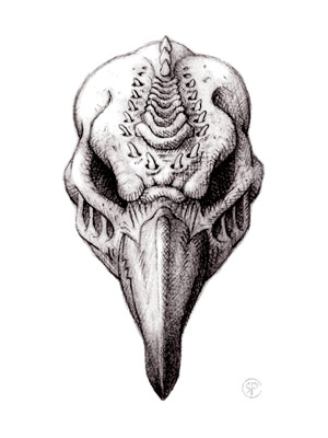 Skull Limited Edition